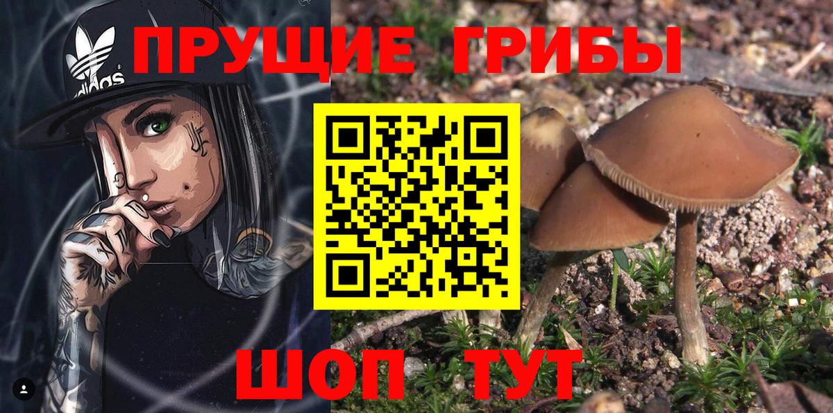 Вязьма  Псилоцибиновые грибы Cubensis  где продают наркотики  Вход с VPN 